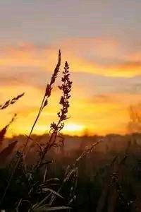 俄罗斯选手崭露头角，引发热议