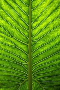 大学生篮球联赛决赛即将上演强队争夺冠军